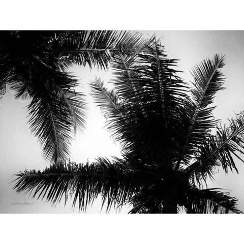 Palm Tree Looking Up I White Modern Wood Framed Art Print by Van Swearingen, Debra
