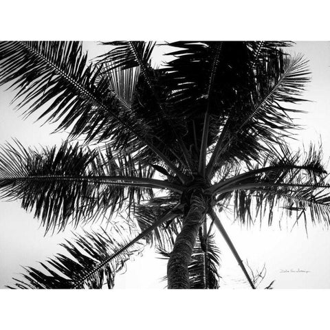 Palm Tree Looking Up III White Modern Wood Framed Art Print by Van Swearingen, Debra