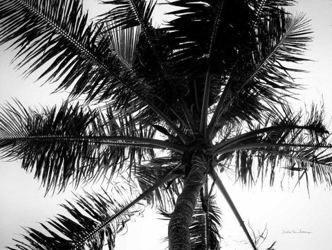 Palm Tree Looking Up III Black Ornate Wood Framed Art Print with Double Matting by Van Swearingen, Debra