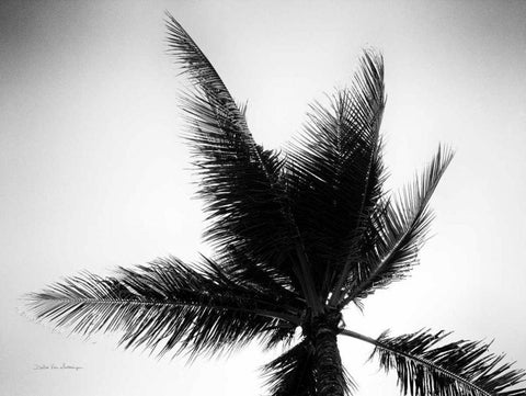 Palm Tree Looking Up IV Black Ornate Wood Framed Art Print with Double Matting by Van Swearingen, Debra