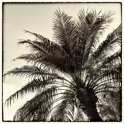 Palm Tree Sepia I White Modern Wood Framed Art Print by Van Swearingen, Debra