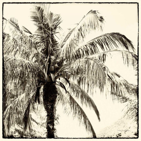 Palm Tree Sepia III White Modern Wood Framed Art Print by Van Swearingen, Debra