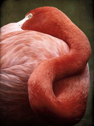 Caribbean Flamingo I Black Ornate Wood Framed Art Print with Double Matting by Van Swearingen, Debra