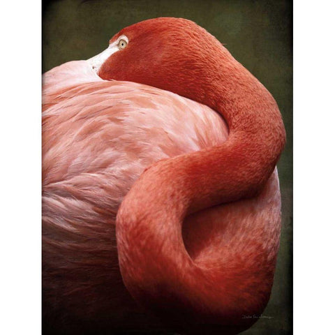 Caribbean Flamingo I Black Modern Wood Framed Art Print by Van Swearingen, Debra