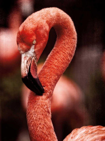 Caribbean Flamingo II Black Ornate Wood Framed Art Print with Double Matting by Van Swearingen, Debra