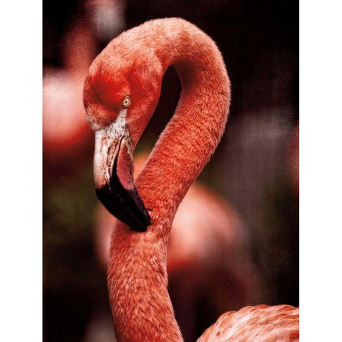 Caribbean Flamingo II Black Modern Wood Framed Art Print with Double Matting by Van Swearingen, Debra