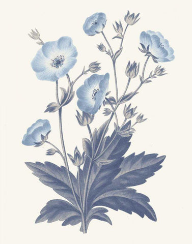 Blue Botanical VI Black Ornate Wood Framed Art Print with Double Matting by Wild Apple Portfolio