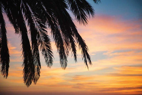 Sunset Palms I Black Ornate Wood Framed Art Print with Double Matting by Marshall, Laura