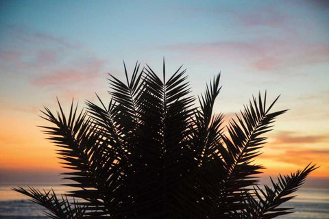 Sunset Palms II Black Ornate Wood Framed Art Print with Double Matting by Marshall, Laura