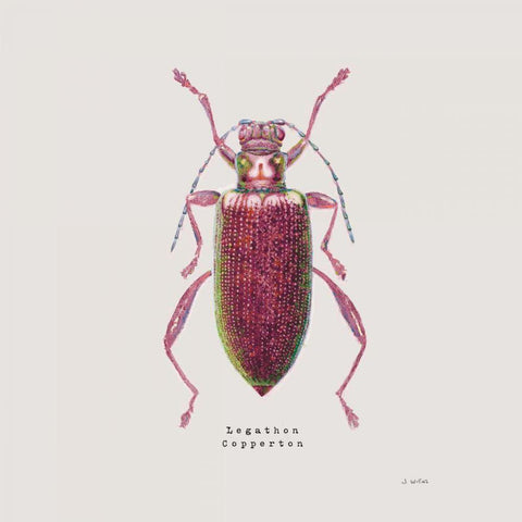 Adorning Coleoptera VI Sq Claret White Modern Wood Framed Art Print with Double Matting by Wiens, James