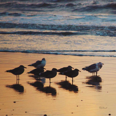Kalaloch Birds I Black Modern Wood Framed Art Print by Marshall, Laura