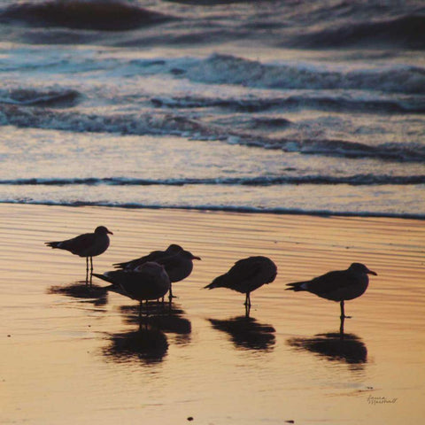 Kalaloch Birds II Gold Ornate Wood Framed Art Print with Double Matting by Marshall, Laura