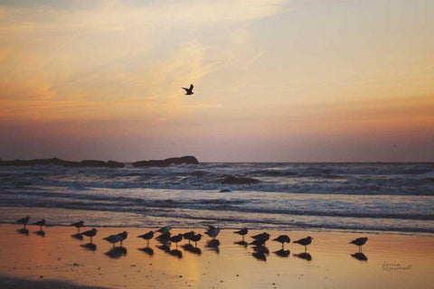 Kalaloch Birds III Black Ornate Wood Framed Art Print with Double Matting by Marshall, Laura