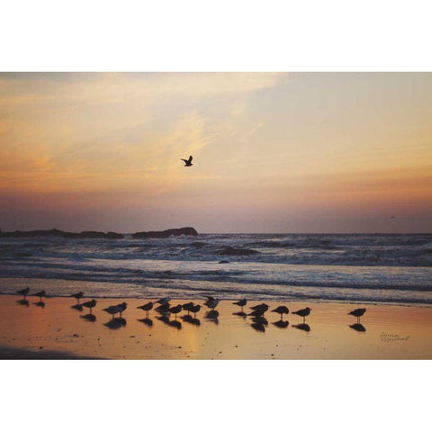 Kalaloch Birds III Black Modern Wood Framed Art Print with Double Matting by Marshall, Laura