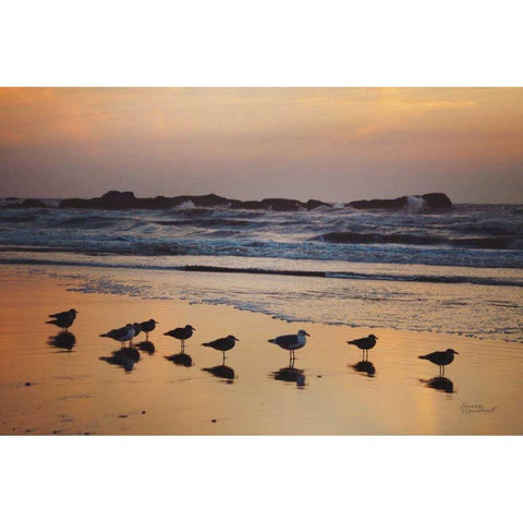 Kalaloch Birds IV Black Modern Wood Framed Art Print with Double Matting by Marshall, Laura