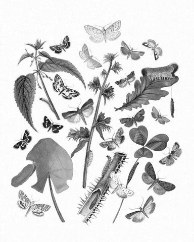 Butterfly Bouquet III Linen BW III White Modern Wood Framed Art Print with Double Matting by Wild Apple Portfolio