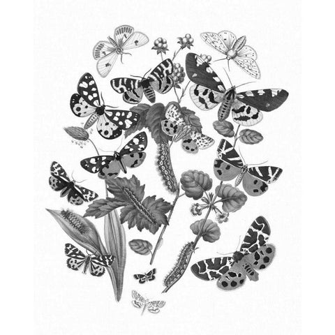 Butterfly Bouquet IV Linen BW IV Gold Ornate Wood Framed Art Print with Double Matting by Wild Apple Portfolio