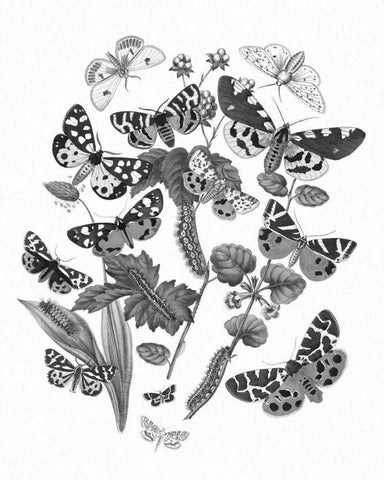 Butterfly Bouquet IV Linen BW IV Black Ornate Wood Framed Art Print with Double Matting by Wild Apple Portfolio