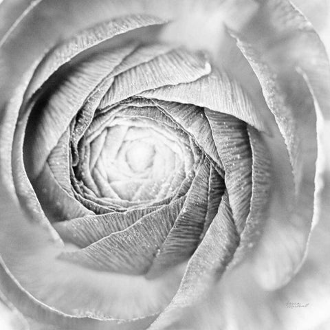 Ranunculus Abstract I BW Light Black Modern Wood Framed Art Print by Marshall, Laura