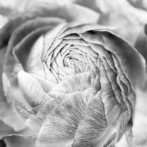 Ranunculus Abstract II BW Light Black Modern Wood Framed Art Print with Double Matting by Marshall, Laura