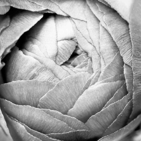 Ranunculus Abstract III BW Light Black Ornate Wood Framed Art Print with Double Matting by Marshall, Laura