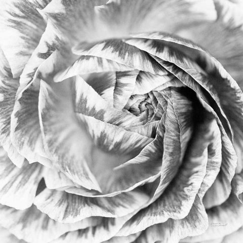 Ranunculus Abstract IV BW Light Gold Ornate Wood Framed Art Print with Double Matting by Marshall, Laura