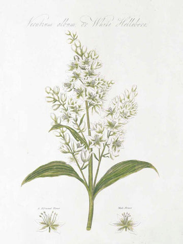 Botany Book XI White Green White Modern Wood Framed Art Print with Double Matting by Wild Apple Portfolio