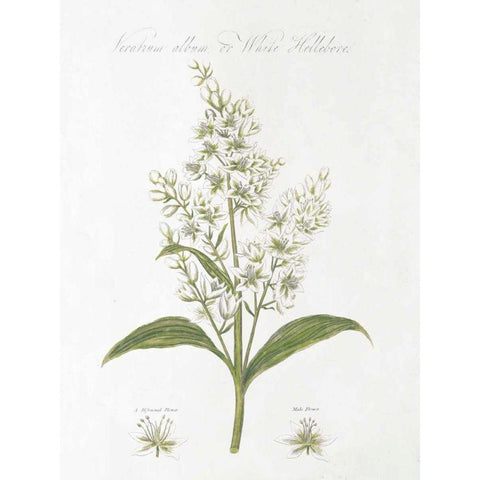 Botany Book XI White Green Gold Ornate Wood Framed Art Print with Double Matting by Wild Apple Portfolio