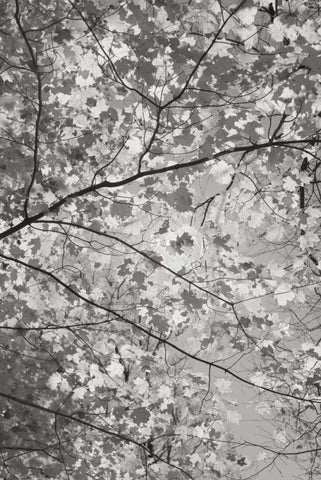 Foliage I White Modern Wood Framed Art Print with Double Matting by Majchrowicz, Alan