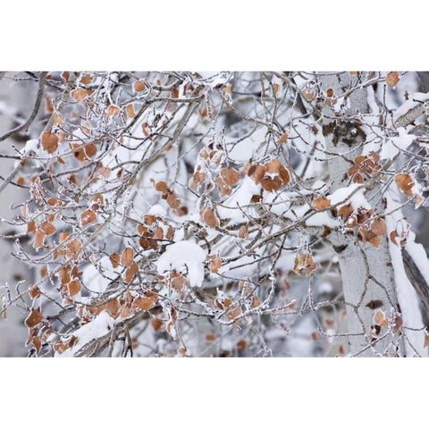 Grove of Aspen Trees White Modern Wood Framed Art Print by Majchrowicz, Alan