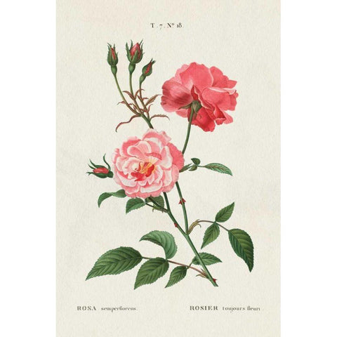 Rosa White Modern Wood Framed Art Print by Wild Apple Portfolio