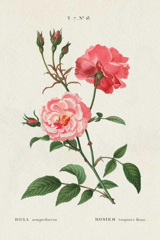 Rosa Black Ornate Wood Framed Art Print with Double Matting by Wild Apple Portfolio