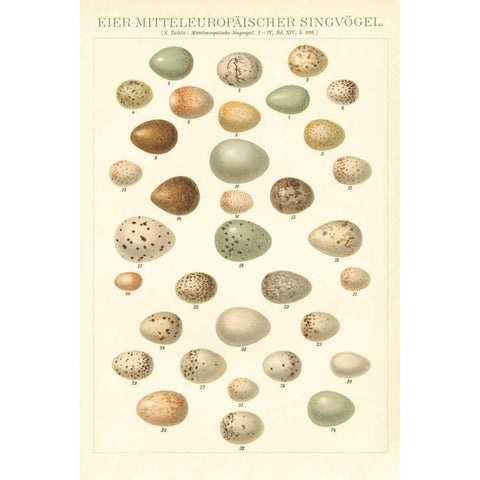Songbird Egg Chart White Modern Wood Framed Art Print by Wild Apple Portfolio