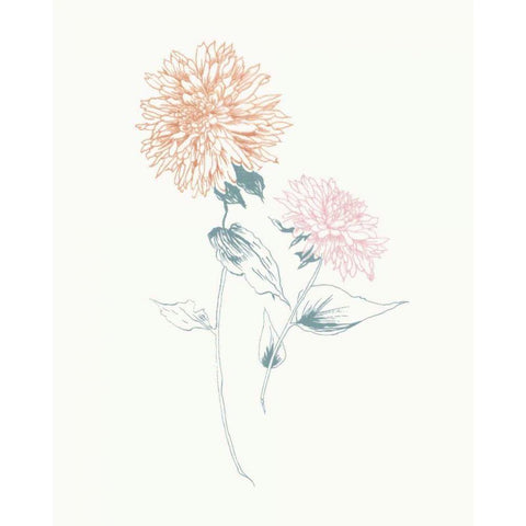 Flowers on White IV Contemporary Black Modern Wood Framed Art Print with Double Matting by Wild Apple Portfolio