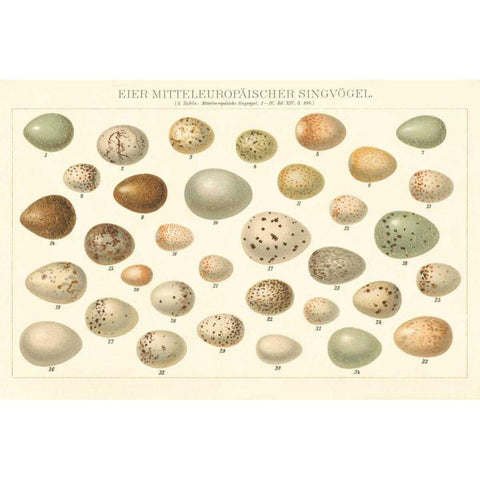 Song Bird Egg Chart v2 White Modern Wood Framed Art Print by Wild Apple Portfolio