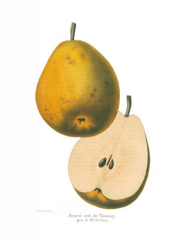 Tournay on White White Modern Wood Framed Art Print with Double Matting by Wild Apple Portfolio