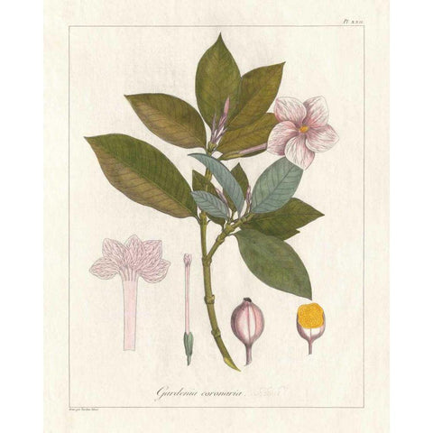 Botanical Gardenia v2 Black Modern Wood Framed Art Print by Wild Apple Portfolio