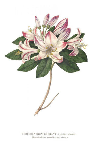 Rhododendron Bright White Modern Wood Framed Art Print with Double Matting by Wild Apple Portfolio