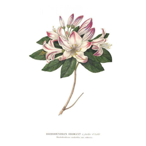 Rhododendron Bright Black Modern Wood Framed Art Print with Double Matting by Wild Apple Portfolio