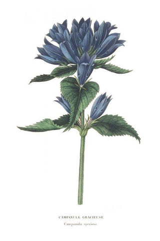 Campanula Bright White Modern Wood Framed Art Print with Double Matting by Wild Apple Portfolio