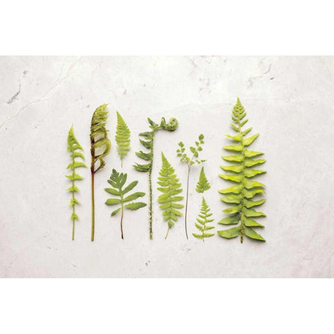 Flat Lay Ferns I Black Modern Wood Framed Art Print with Double Matting by Bradley, Felicity