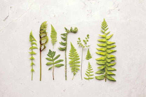Flat Lay Ferns I White Modern Wood Framed Art Print with Double Matting by Bradley, Felicity
