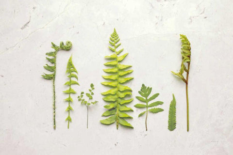 Flat Lay Ferns II White Modern Wood Framed Art Print with Double Matting by Bradley, Felicity