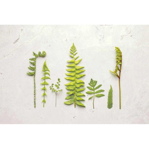 Flat Lay Ferns II Black Modern Wood Framed Art Print by Bradley, Felicity