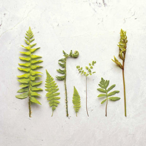 Flat Lay Ferns III Gold Ornate Wood Framed Art Print with Double Matting by Bradley, Felicity