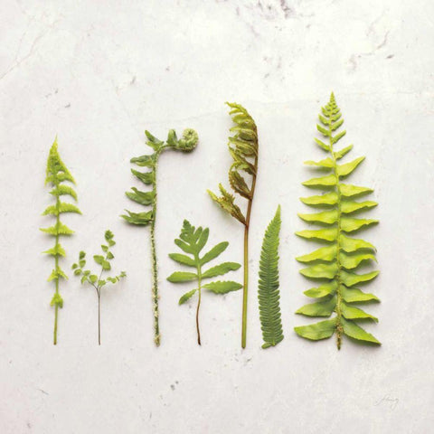 Flat Lay Ferns IV Black Modern Wood Framed Art Print by Bradley, Felicity