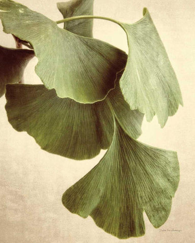 Gingko Color Black Ornate Wood Framed Art Print with Double Matting by Van Swearingen, Debra