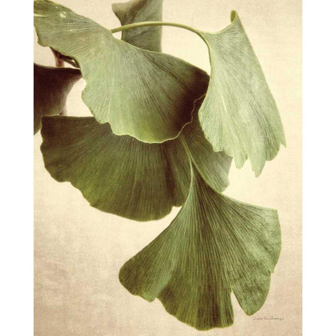 Gingko Color Black Modern Wood Framed Art Print by Van Swearingen, Debra