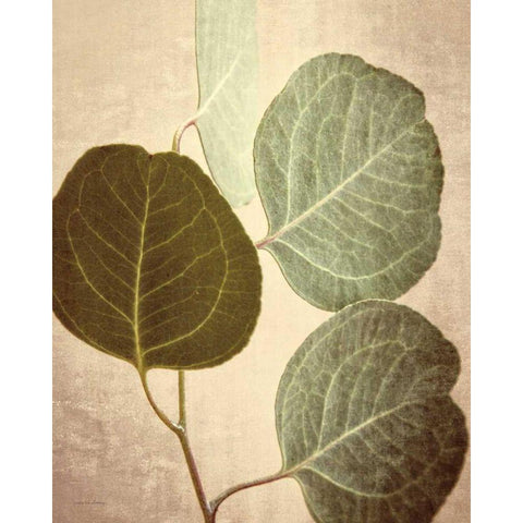 Eucalyptus Color Black Modern Wood Framed Art Print with Double Matting by Van Swearingen, Debra