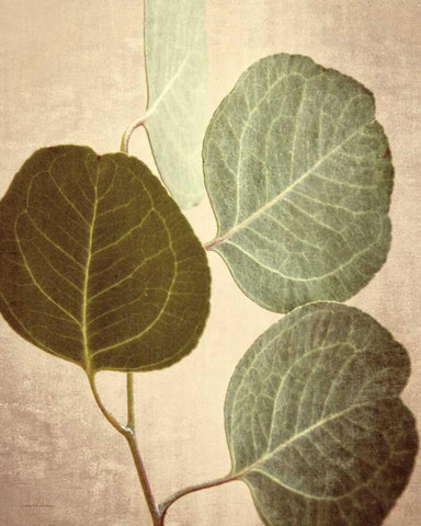 Eucalyptus Color Black Ornate Wood Framed Art Print with Double Matting by Van Swearingen, Debra